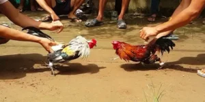Coi Ngày Đá Gà U888 - Bí kíp chiến thắng từ sư kê lão làng