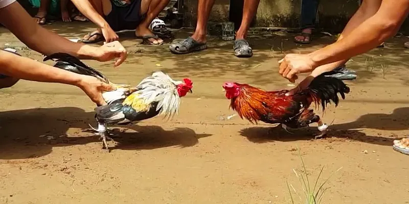 Coi Ngày Đá Gà U888 - Bí kíp chiến thắng từ sư kê lão làng