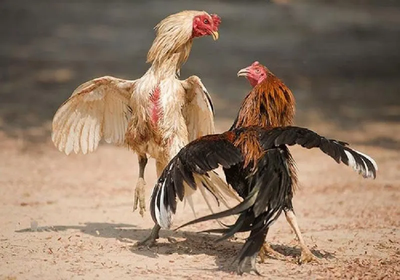Kinh nghiệm coi ngày đá gà bí kíp từ sư kê lão làng