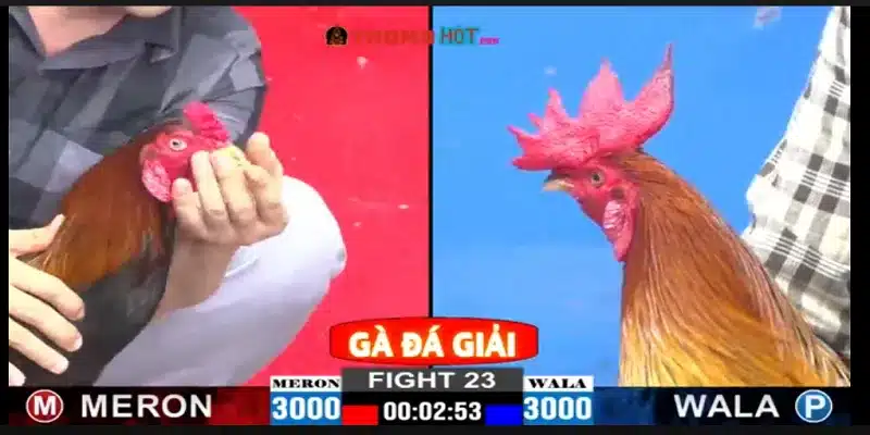 Làm sao để chơi đá gà cựa sắt tại KM88 như cao thủ